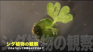 シダ植物の観察 Youtube