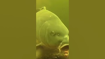 Cận cảnh cá ăn mồi