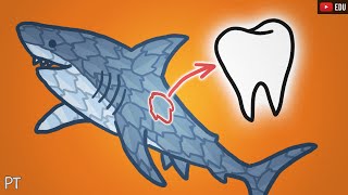 Por que tubarões têm dentes por todo o corpo | Minuto da Terra