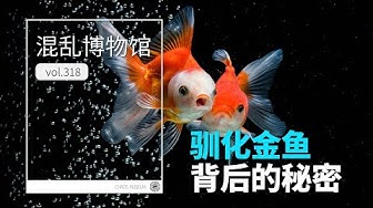 金鱼 Youtube
