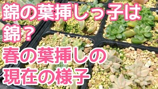 【vlog237】【多肉植物】錦の葉挿しっ子は錦❓春にもいだ葉挿しの現在の様子