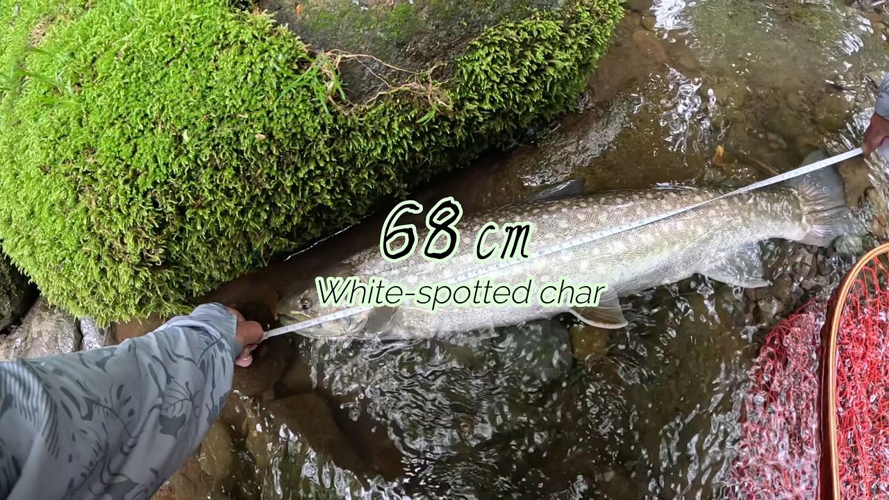 北海道渓流ルアーTrout fishing】68アメマス - YouTube