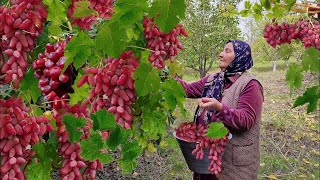 🍇 Бабушка собрала ВИНОГРАД, сварила ВАРЕНЬЕ  и испекла ПИРОГ...