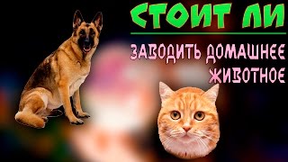 Стоит ли: Заводить Домашнее Животное Стоит ли: Заводить Домашнее Животное