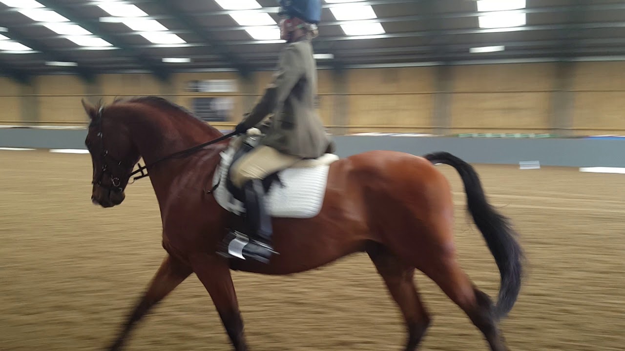 Prelim 14 dressage test 72.7 YouTube Prelim 14 dressage test 72.7 YouTube