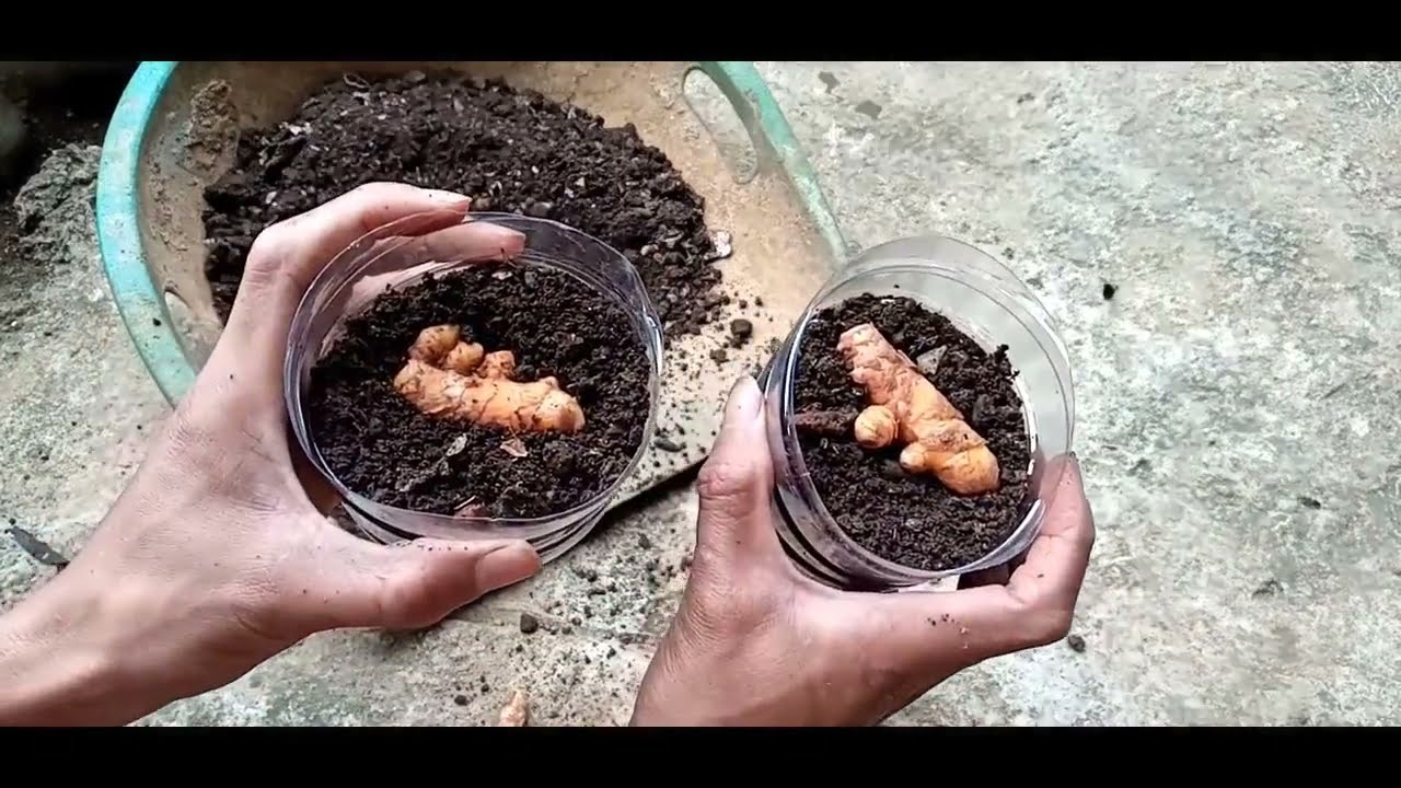 Cara menanam jahe dan kunyit dengan mudah 