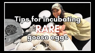 RARE Ebay eggs!!!| How To set up an incubator | HOW TO incubate goose eggs#homesteading #animals