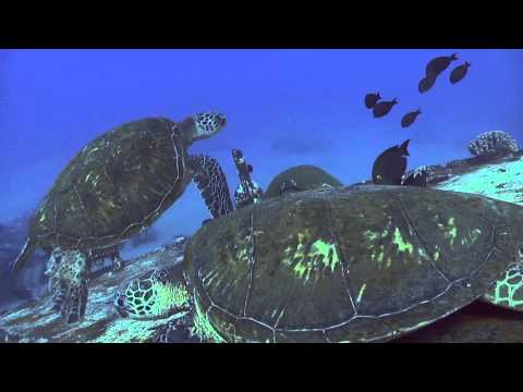turtle-or-tortoise?!-what's-the-difference?-|-pride-of-maui