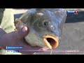 Камешкирский рыбовод рассказал о тонкостях своего хозяйства
