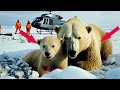 Heartwarming Rescue of Polar Bear it's Cub Trapped by Avalanche