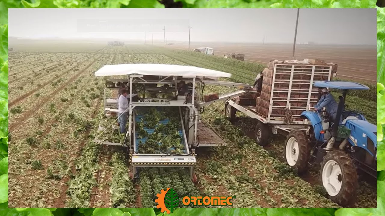 ORTOMEC 9700 Lattuga harvester for head lettuces drone video YouTube