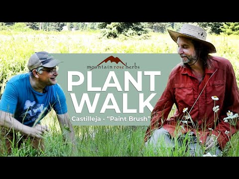 Video: Growing Castilleja - Aprenda sobre la planta de pincel indio