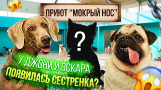 видео: У ОСКАРА И ДЖОНИ ПОЯВИЛАСЬ СЕСТРЕНКА? 😍 картинка: У ОСКАРА И ДЖОНИ ПОЯВИЛАСЬ СЕСТРЕНКА? 😍