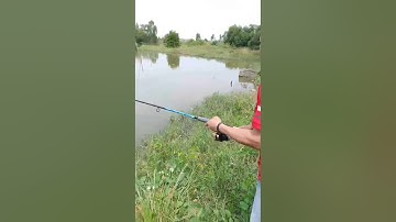 Câu các hẻm tự nhiên ớt cần đước Long an