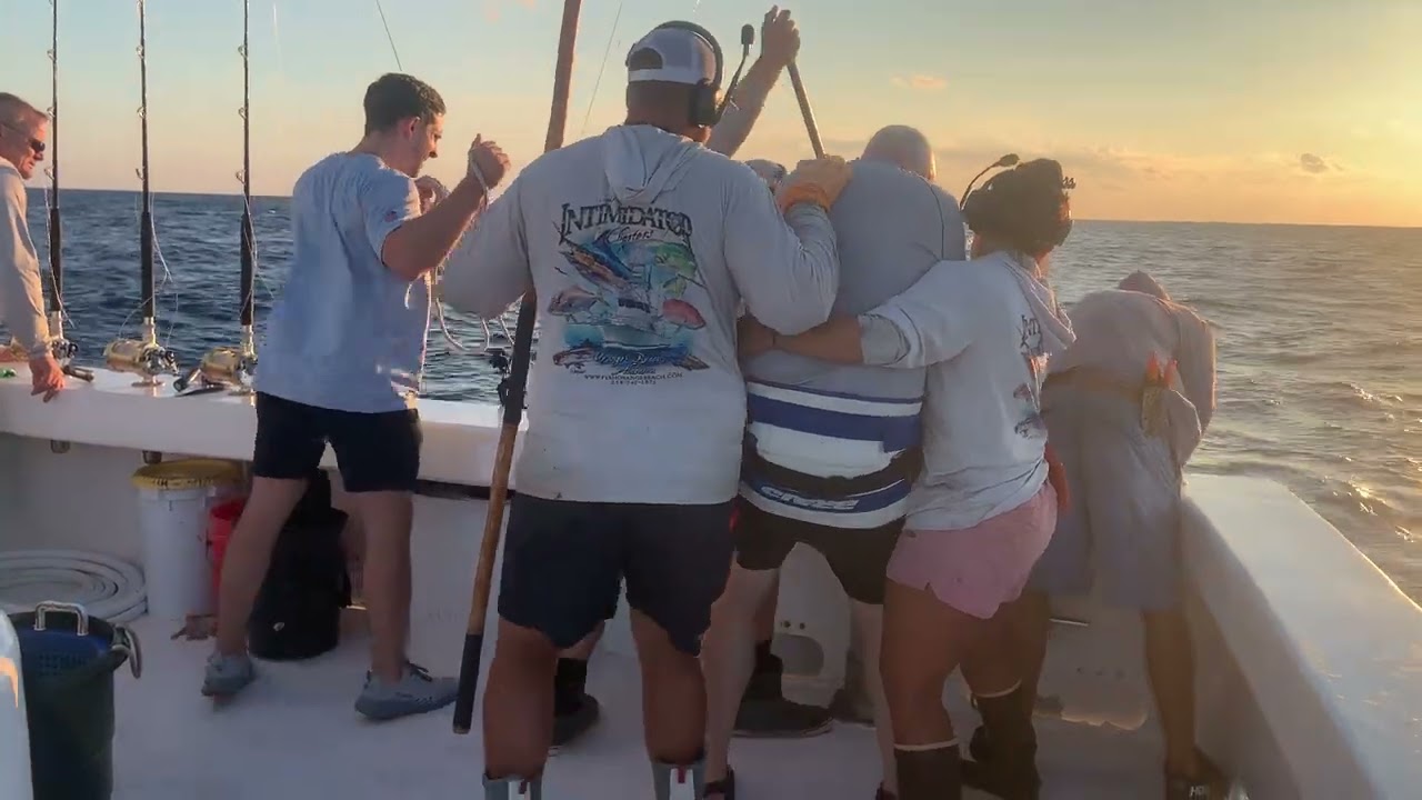 Yellowfin tuna coming to the Orange Beach charter boat on a 3 day trip September  29, 2025 