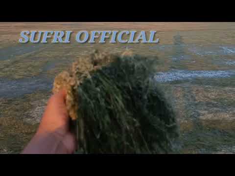 Video: Pengendalian Alga Rumput - Cara Menyingkirkan Alga di Rumput