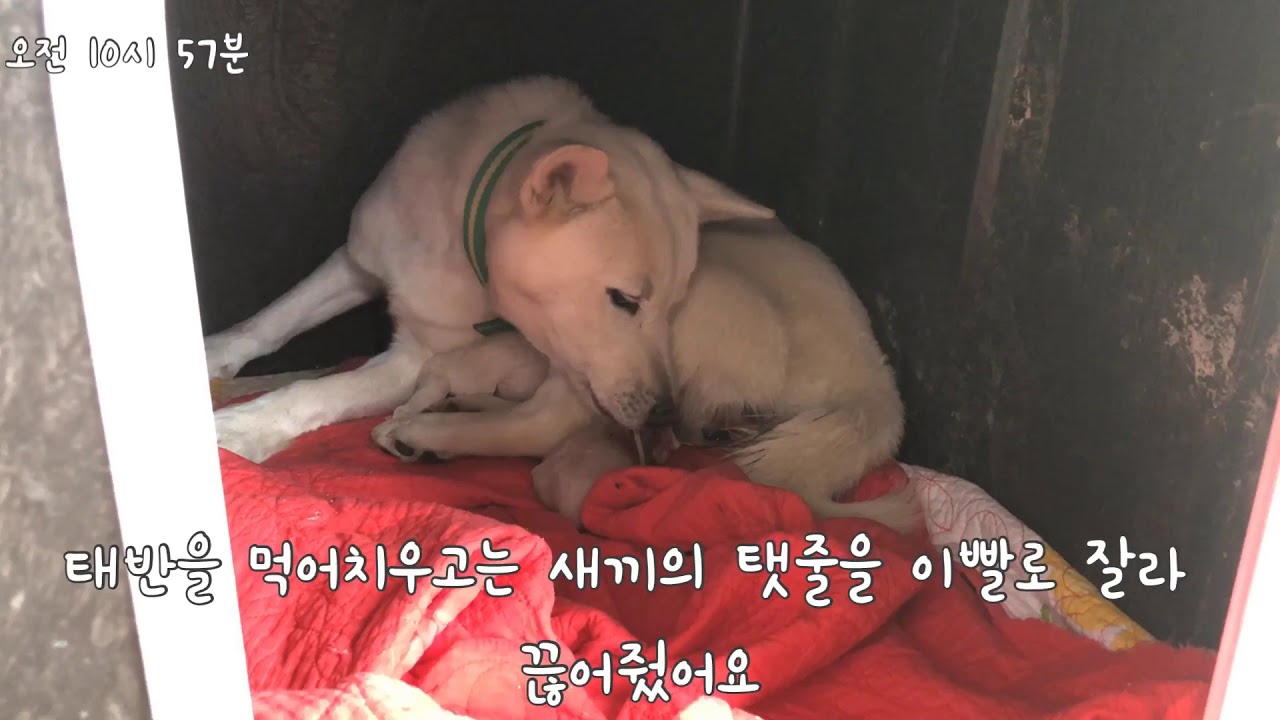 영희의 다섯마리 강아지 출산