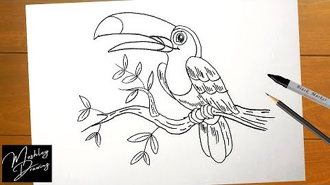 How to Draw a Toucan Bird Easy Step by Step