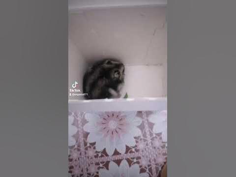 Хамяк!!! - YouTube