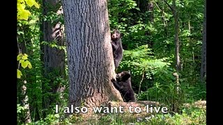 how close can you get to bear cubs before you're eligible for a Darwin Award?