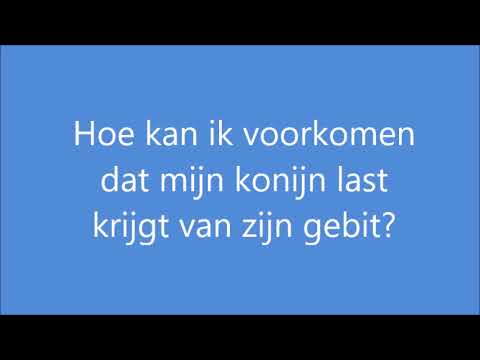 instructiefilm konijn gebit instructiefilm konijn gebit