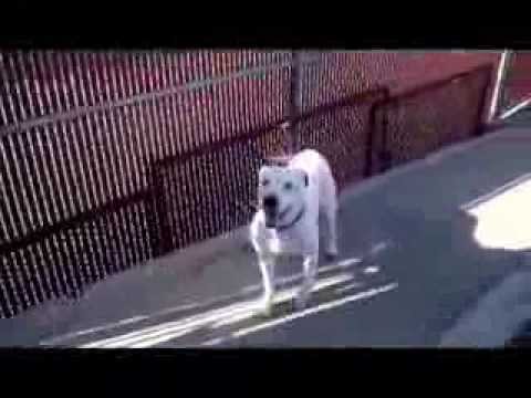 rescue dogs rock nyc Meet Whitney - Playful Dog Up for Adoption | Gateway Pet Guardians