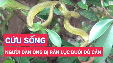 Cứu sống người đàn ông bị rắn lục đuôi đỏ cắn