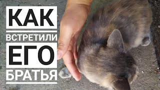 ЗАГРЫЗУТ😱 собаки или мне надо ее уносить, какова реакция котенка на встречу с братьями по СЧАСТЬЮ