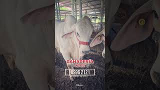 Ganadería Cruz venta de Brahmán Blanco en Costa Rica