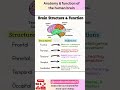 Brain structure &amp; function | Anatomy &amp; function of the human brain #brain #shorts