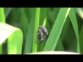 Weevils (Curculionidae) Feeding and Mating