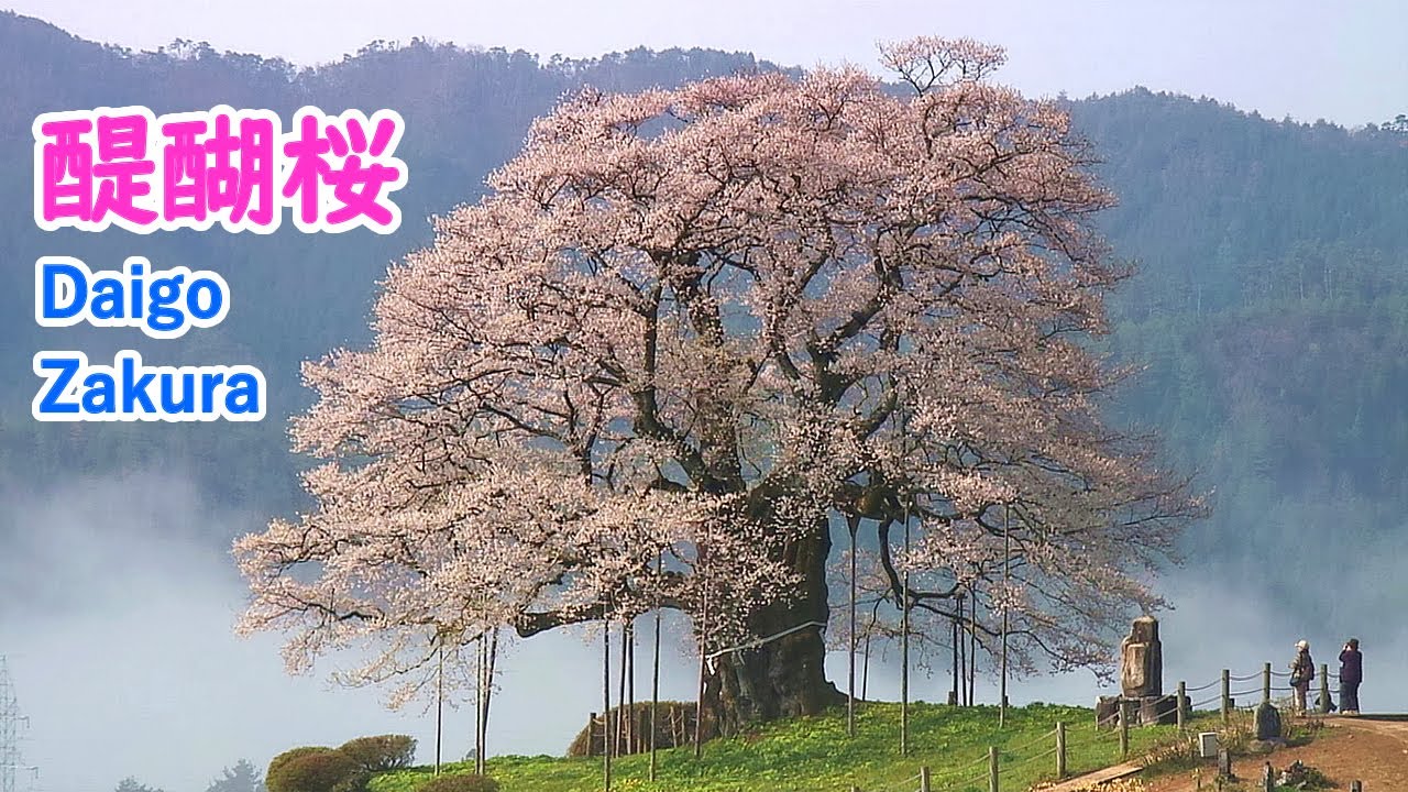 岡山県 醍醐桜・津山城の桜 ( ヒーリング音楽 )  / Daigo-Zakura & Cherry Blossoms at Tsuyama Castle ( Japan )【日本の桜名所】