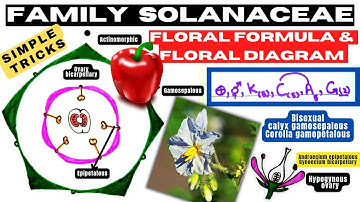 Easy tricks of Floral formula | Floral Diagram | Family Solanaceae | Class 11 | Info Biodiversity