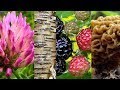 Wild Food Foraging- Season 2- Grape, Raspberry, Clover, Morel, Cedar, Ramps, Birch