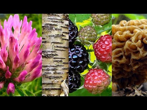 Wild Food Foraging- Season 2- Grape, Raspberry, Clover, Morel, Cedar, Ramps, Birch