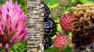 Wild Food Foraging Season 2 Grape, Raspberry, Clover, Morel, Cedar, Ramps, Birch