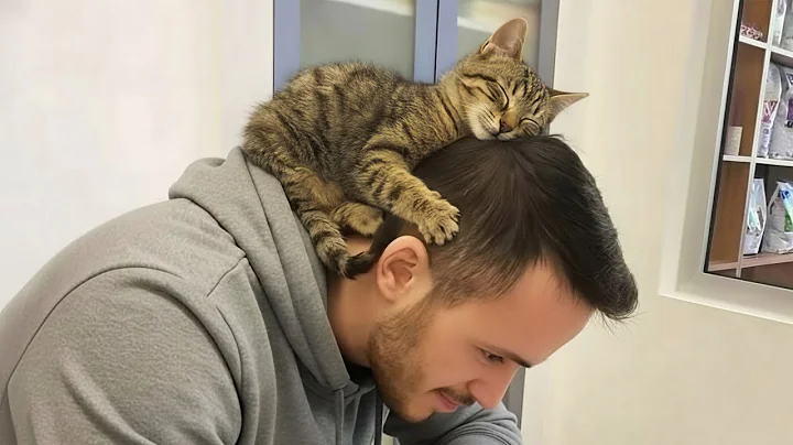 Watch the video about When Cats Become Hilariously Obsessed With Their Humans 😹 Funniest Cat Videos Ever