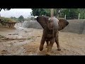 Happy Elephant Herd Playing in the Rain