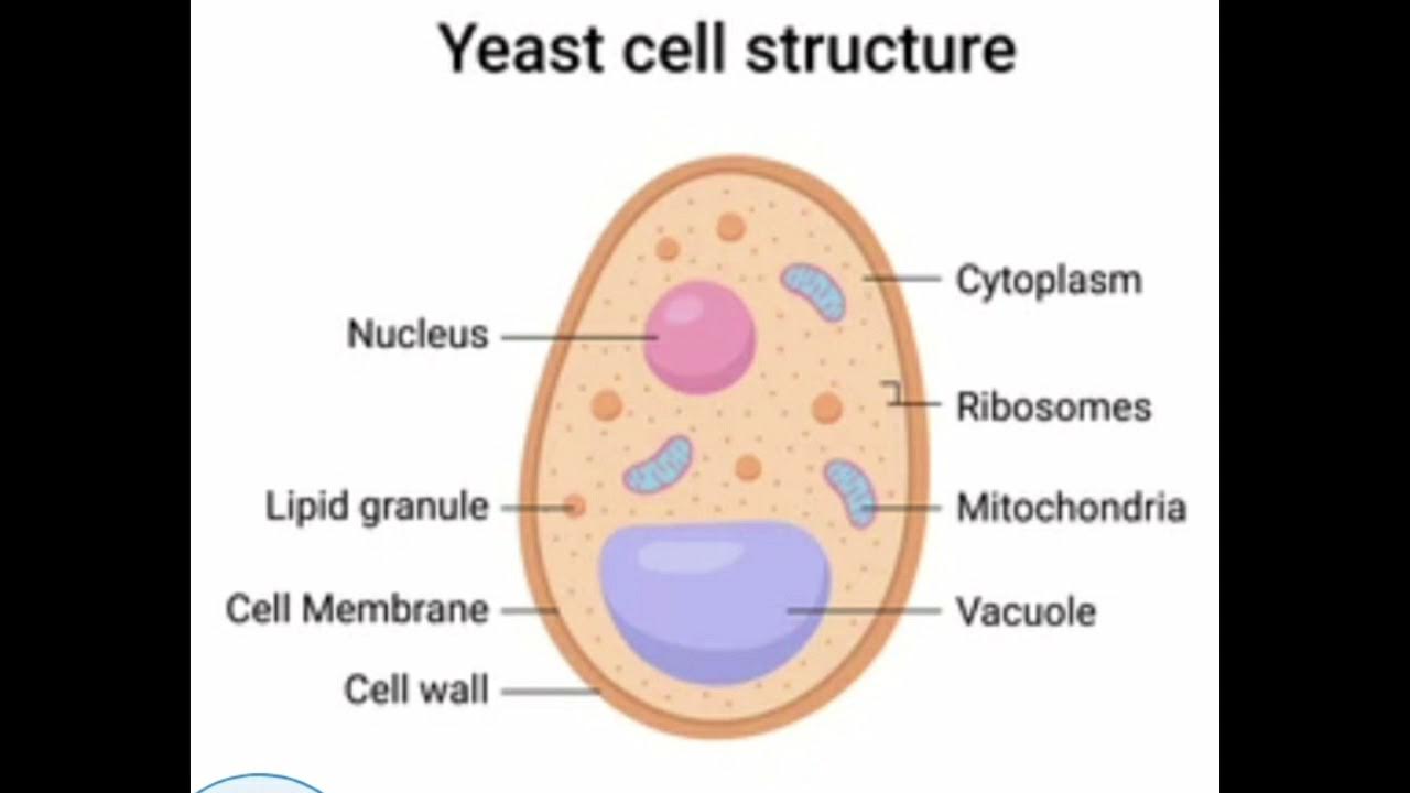 YEAST ,unicellular fungi - YouTube
