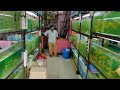 Naaz Aquarium Fish Shop