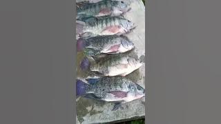 The Catch That Made My Day – Amazing Fishing Moment! #fishing #mancing