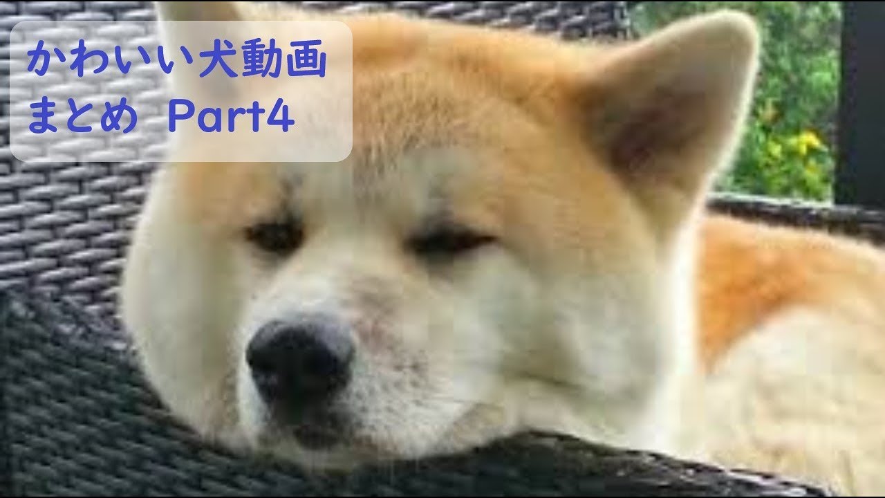 かわいい おもしろ犬動画まとめ Part4 面白 猫動画まとめ