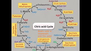 KREBS CYCLE MADE SIMPLE - TCA cycle Carbohydrate Metabolism Made Easy