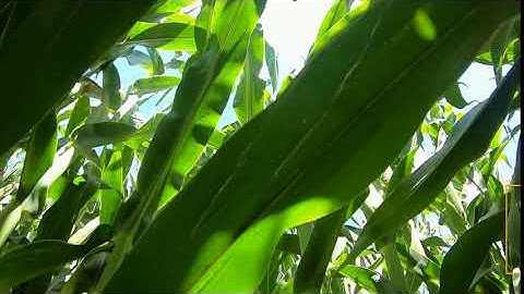 TerraSentia robot examines corn