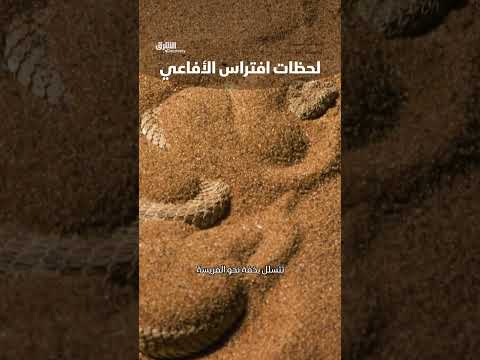 افتراس الأفاعي: مشاهد من عالم الحيوانات