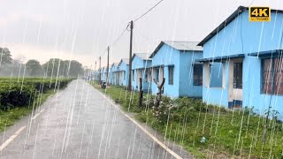 A Soft Rain on a Serene Countryside Road | 4K Relaxing Rain Walk  screenshot 1