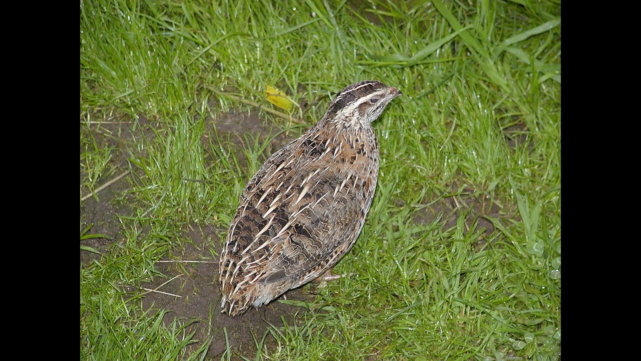 Веселые Бомжи-ПЕРЕПЕЛИЦЯ (ПАРОДИЯ) на Ylvis - The Fox