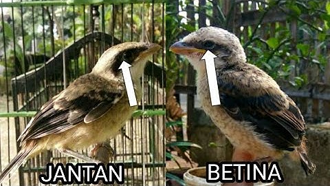akurat.  cara membedakan cendet anakan jantan/betina