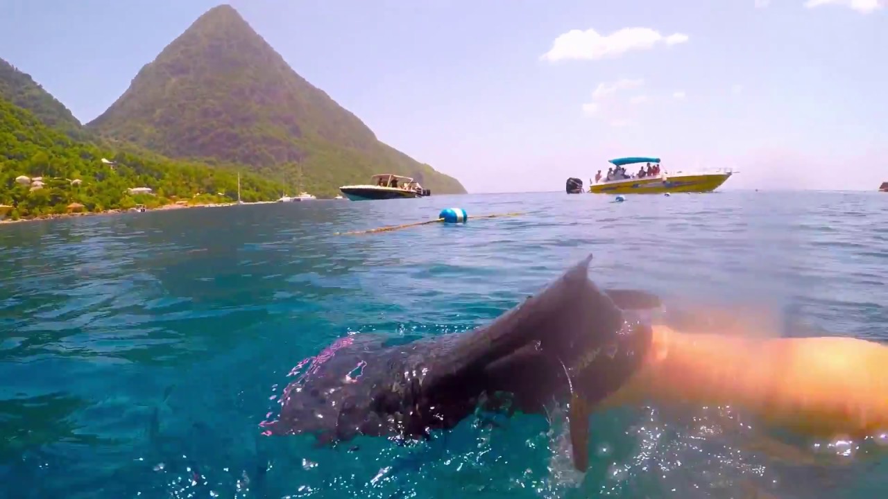 ST LUCIA SNORKELING - YouTube