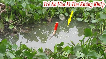 Câu Cá , Móc Cái Lỗ Trong Đám Lục Bình Cả Bầy Cá Trê Kéo Vào Quấn Ổ Xì Tim Khủng Khiếp